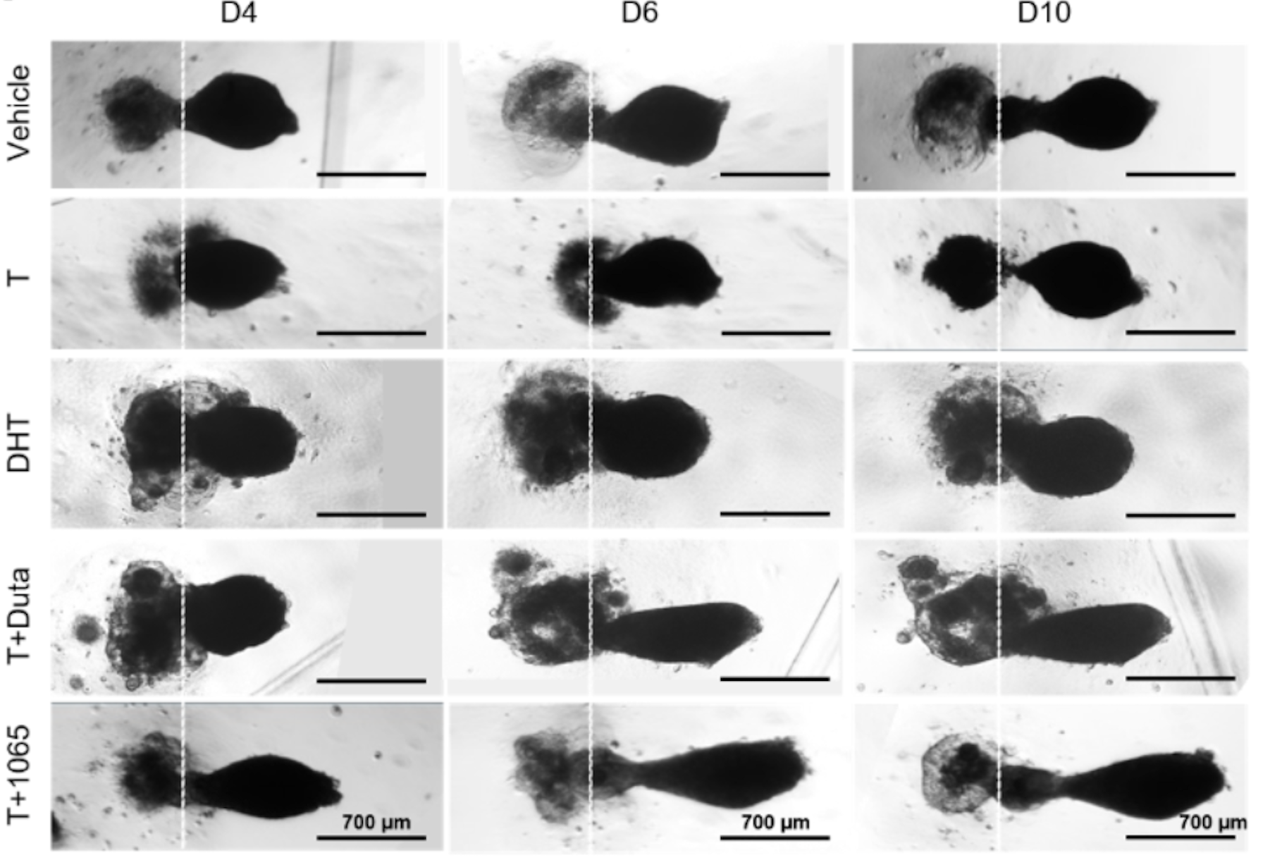 Preclinical hair follicloid imaging at Day 4, Day 6, and Day 10 across vehicle, testosterone, DHT, and NV-1065, with a length-ratio plot showing NV-1065 outperforming the comparators.